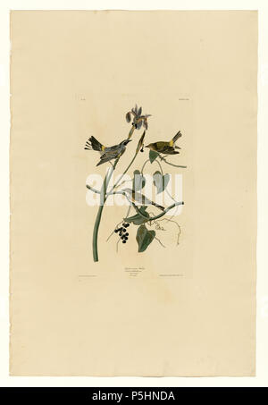 N/A. Platte 153 Vögel von Amerika von John James Audubon, Gelb-Krone Warbler. zwischen 1827 und 1838. John James Audubon (1785-1851) Alternative Namen Geburt Name: Jean-Jacques - Fougère Audubon Beschreibung amerikanische Ornithologe, Naturalist, Jäger und Maler Geburtsdatum / Tod 26. April 1785 vom 27. Januar 1851 Ort der Geburt / Todes Les Cayes (Haiti) New York City Standort Louisville, New Orleans, New York City, Florida Authority control: Q 182882 VIAF: 14765625 ISNI: 0000 0001 1040 5836 ULAN: 500016578 79018677 LCCN: n NLA: 35010139 WorldCat 17 153 Gelb-Krone Warbler Stockfoto