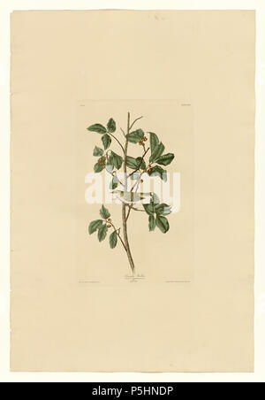 N/A. Platte 154 Vogelarten von Amerika von John James Audubon, Tennessee Warbler. zwischen 1827 und 1838. John James Audubon (1785-1851) Alternative Namen Geburt Name: Jean-Jacques - Fougère Audubon Beschreibung amerikanische Ornithologe, Naturalist, Jäger und Maler Geburtsdatum / Tod 26. April 1785 vom 27. Januar 1851 Ort der Geburt / Todes Les Cayes (Haiti) New York City Standort Louisville, New Orleans, New York City, Florida Authority control: Q 182882 VIAF: 14765625 ISNI: 0000 0001 1040 5836 ULAN: 500016578 79018677 LCCN: n NLA: 35010139 WorldCat 17 154 Tennessee Warbler Stockfoto