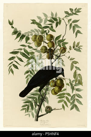 N/A. Platte 156 Vogelarten von Amerika von John James Audubon Darstellung American Crow. zwischen 1827 und 1838. John James Audubon (1785-1851) Alternative Namen Geburt Name: Jean-Jacques - Fougère Audubon Beschreibung amerikanische Ornithologe, Naturalist, Jäger und Maler Geburtsdatum / Tod 26. April 1785 vom 27. Januar 1851 Ort der Geburt / Todes Les Cayes (Haiti) New York City Standort Louisville, New Orleans, New York City, Florida Authority control: Q 182882 VIAF: 14765625 ISNI: 0000 0001 1040 5836 ULAN: 500016578 79018677 LCCN: n NLA: 35010139 WorldCat 17 156 American Crow Stockfoto