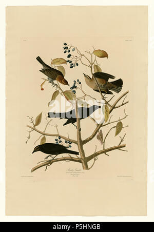 N/A. Platte 157 Vogelarten von Amerika von John James Audubon Darstellung Rusty Grakle. zwischen 1827 und 1838. John James Audubon (1785-1851) Alternative Namen Geburt Name: Jean-Jacques - Fougère Audubon Beschreibung amerikanische Ornithologe, Naturalist, Jäger und Maler Geburtsdatum / Tod 26. April 1785 vom 27. Januar 1851 Ort der Geburt / Todes Les Cayes (Haiti) New York City Standort Louisville, New Orleans, New York City, Florida Authority control: Q 182882 VIAF: 14765625 ISNI: 0000 0001 1040 5836 ULAN: 500016578 79018677 LCCN: n NLA: 35010139 WorldCat 17 157 Rusty Grakle Stockfoto