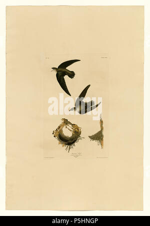 N/A. Platte 158 Vögel von Amerika von John James Audubon Darstellung amerikanischen Swift. zwischen 1827 und 1838. John James Audubon (1785-1851) Alternative Namen Geburt Name: Jean-Jacques - Fougère Audubon Beschreibung amerikanische Ornithologe, Naturalist, Jäger und Maler Geburtsdatum / Tod 26. April 1785 vom 27. Januar 1851 Ort der Geburt / Todes Les Cayes (Haiti) New York City Standort Louisville, New Orleans, New York City, Florida Authority control: Q 182882 VIAF: 14765625 ISNI: 0000 0001 1040 5836 ULAN: 500016578 79018677 LCCN: n NLA: 35010139 WorldCat 17 158 Amerikanische Swift Stockfoto