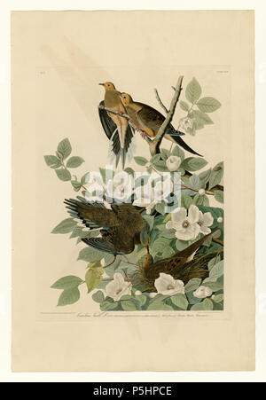 N/A. Platte 17 der Vögel von Amerika von John James Audubon Darstellung Carolina Turteltaube. zwischen 1827 und 1838. John James Audubon (1785-1851) Alternative Namen Geburt Name: Jean-Jacques - Fougère Audubon Beschreibung amerikanische Ornithologe, Naturalist, Jäger und Maler Geburtsdatum / Tod 26. April 1785 vom 27. Januar 1851 Ort der Geburt / Todes Les Cayes (Haiti) New York City Standort Louisville, New Orleans, New York City, Florida Authority control: Q 182882 VIAF: 14765625 ISNI: 0000 0001 1040 5836 ULAN: 500016578 79018677 LCCN: n NLA: 35010139 WorldCat 20 17 Carolina Turteltaube Stockfoto