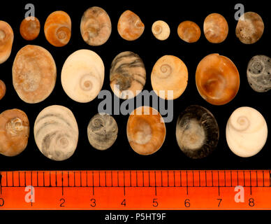 Operculum von Meeresschnecken (verschiedene Größen und Farben). Malakologie Sammlung. Spanien. Europa Stockfoto