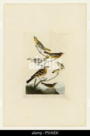 39 433 I. Bullock's Oriole - 2. Baltimore Oriole - 3. Mexikanische Goldfinch - 4. Abwechslungsreiche soor - 5. Gemeinsame Wasser Thrush Stockfoto
