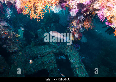 Künstliche fisch Riff in Owase, Mie, - Japan Stockfoto