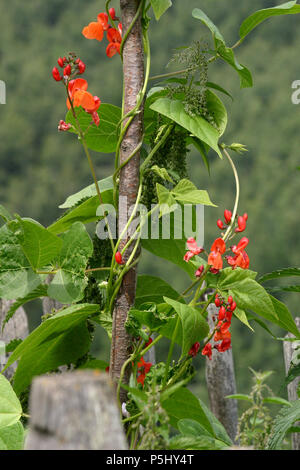 Bean Pflanze in Blüte Stockfoto