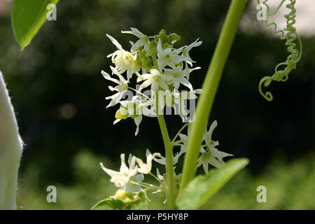 Kürbis Weinstock mit Blumen Stockfoto