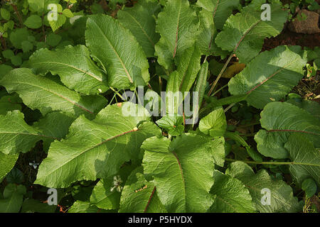 Breitblättrige dock Unkraut Stockfoto
