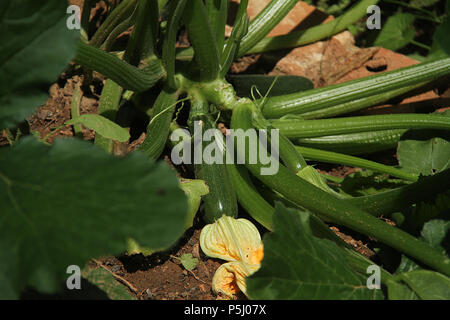 Grüne Zucchini wachsen im Garten Stockfoto