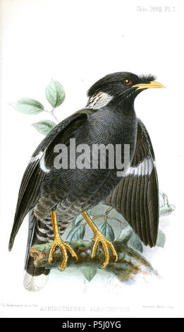 N/A. Acridotheres albocinctus. 1888. John gerrard Keulemans (1842-1912) Alternative Namen Johannes Gerardus Keulemans; J. G. Keulemans Beschreibung niederländische Ornithologe und Künstler Geburtsdatum / Tod vom 8. Juni 1842 29. Dezember 1912 Ort der Geburt / Tod Rotterdam London Authority control: Q 1335286 VIAF: 42113661 ISNI: 0000 0000 6313 981 X ULAN: 500041975 98083374 LCCN: keine NLA: 35268760 WorldCat 57 AcridotheresAlbocinctusKeulemans Stockfoto