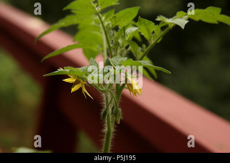 Tomate mit Blumen Stockfoto