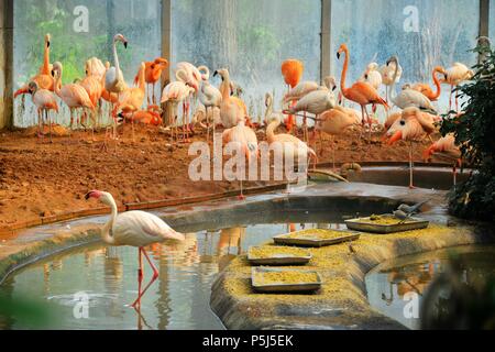 Beijin, Beijin, China. 26 Juni, 2018. Peking, China -26.Juni 2018: Flamingos und Azure - winged Elstern können in einem Zoo in Peking gesehen werden. Credit: SIPA Asien/ZUMA Draht/Alamy leben Nachrichten Stockfoto