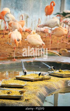 Beijin, Beijin, China. 26 Juni, 2018. Peking, China -26.Juni 2018: Flamingos und Azure - winged Elstern können in einem Zoo in Peking gesehen werden. Credit: SIPA Asien/ZUMA Draht/Alamy leben Nachrichten Stockfoto