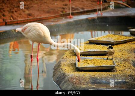 Beijin, Beijin, China. 26 Juni, 2018. Peking, China -26.Juni 2018: Flamingos und Azure - winged Elstern können in einem Zoo in Peking gesehen werden. Credit: SIPA Asien/ZUMA Draht/Alamy leben Nachrichten Stockfoto