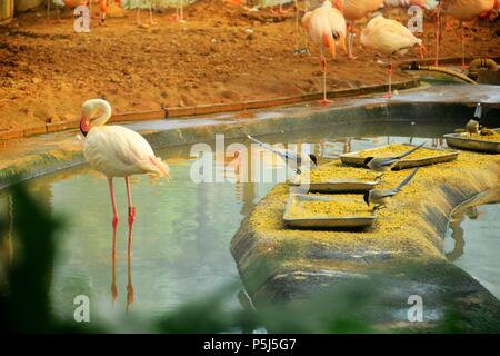 Beijin, Beijin, China. 26 Juni, 2018. Peking, China -26.Juni 2018: Flamingos und Azure - winged Elstern können in einem Zoo in Peking gesehen werden. Credit: SIPA Asien/ZUMA Draht/Alamy leben Nachrichten Stockfoto