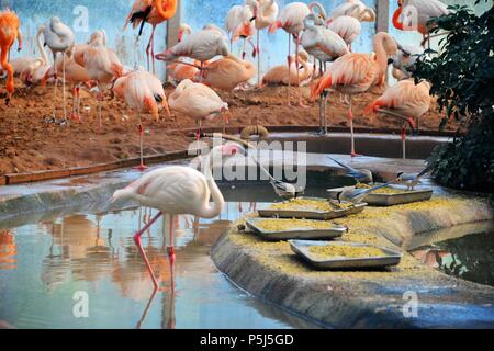 Beijin, Beijin, China. 26 Juni, 2018. Peking, China -26.Juni 2018: Flamingos und Azure - winged Elstern können in einem Zoo in Peking gesehen werden. Credit: SIPA Asien/ZUMA Draht/Alamy leben Nachrichten Stockfoto