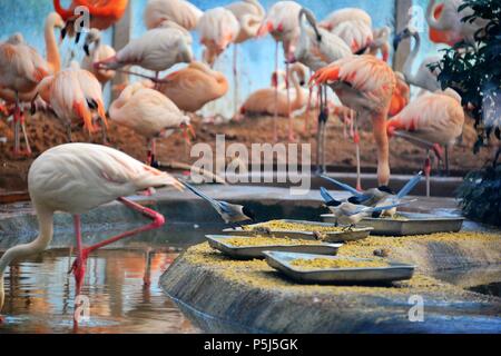 Beijin, Beijin, China. 26 Juni, 2018. Peking, China -26.Juni 2018: Flamingos und Azure - winged Elstern können in einem Zoo in Peking gesehen werden. Credit: SIPA Asien/ZUMA Draht/Alamy leben Nachrichten Stockfoto