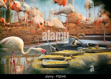 Beijin, Beijin, China. 26 Juni, 2018. Peking, China -26.Juni 2018: Flamingos und Azure - winged Elstern können in einem Zoo in Peking gesehen werden. Credit: SIPA Asien/ZUMA Draht/Alamy leben Nachrichten Stockfoto