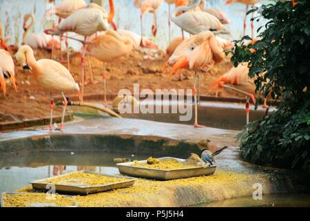 Beijin, Beijin, China. 26 Juni, 2018. Peking, China -26.Juni 2018: Flamingos und Azure - winged Elstern können in einem Zoo in Peking gesehen werden. Credit: SIPA Asien/ZUMA Draht/Alamy leben Nachrichten Stockfoto