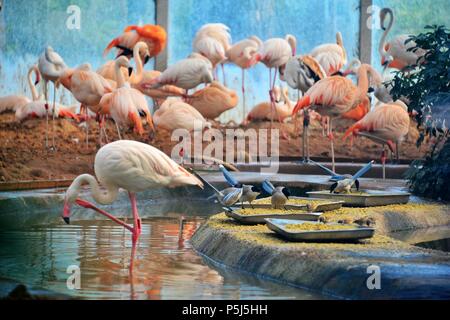 Beijin, Beijin, China. 26 Juni, 2018. Peking, China -26.Juni 2018: Flamingos und Azure - winged Elstern können in einem Zoo in Peking gesehen werden. Credit: SIPA Asien/ZUMA Draht/Alamy leben Nachrichten Stockfoto