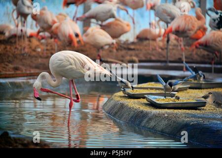 Beijin, Beijin, China. 26 Juni, 2018. Peking, China -26.Juni 2018: Flamingos und Azure - winged Elstern können in einem Zoo in Peking gesehen werden. Credit: SIPA Asien/ZUMA Draht/Alamy leben Nachrichten Stockfoto