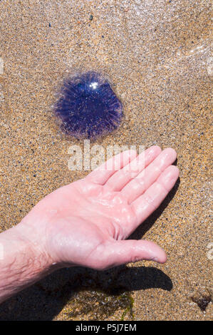 Malin Beg, Glencolumkille, County Donegal, Irland. 26. Juni 2018. Eine seltene Blaue Qualle, Cyanea lamarckii, ist auf einem Donegal Strand gesehen. Hand, als Größe Vergleich dargestellt. Diese Art Stiche und die irische Öffentlichkeit wurden gewarnt, sich der Gefahren von mehreren Arten von Nesselnde Quallen während der aktuellen heißes Wetter. Credit: Richard Wayman/Alamy leben Nachrichten Stockfoto