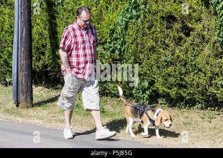 Chippenham, Großbritannien, 27. Juni 2018. Da das Vereinigte Königreich weiterhin die sehr warmen Wetter, Hund Spaziergänger zu genießen sind, da sie ihre Haustiere für einen Spaziergang am frühen Morgen. Gesundheit Warnungen ausgegeben wurden, da die Temperaturen Prognose eine mögliche Hohe von 33 C am Mittwoch zu erreichen. Credit: lynchpics/Alamy leben Nachrichten Stockfoto