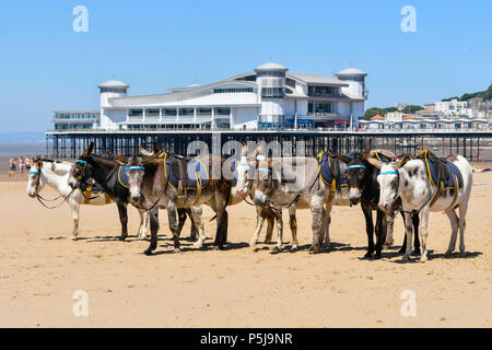 Weston Super-Mare, Somerset, UK. 27.Juni 2018. UK Wetter. Donkey's am Strand im Badeort von Weston Super-Mare in Somerset an einem Tag der heißen Sonne und strahlend blauen Himmel während der Hitzewelle. Foto: Graham Jagd-/Alamy leben Nachrichten Stockfoto