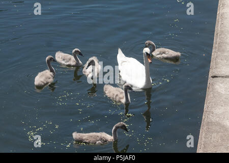 London, Großbritannien. 27.Juni 2018. Schwan und Cygnets genießen Sie den Sonnenschein in Regents Canal auf einem anderen heißen Tag in der Hauptstadt mit Temperaturen die hohen 20er Jahre Credit: Amer ghazzal/Alamy leben Nachrichten Stockfoto