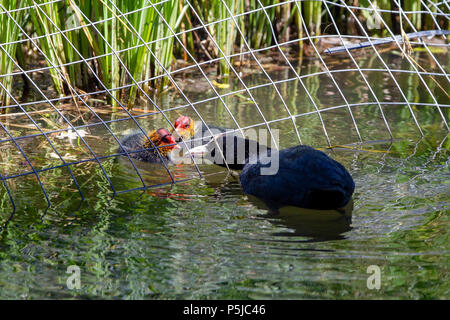 Northampton. UK. 27.Juni 2018. Ein Coote. Fulica atra (der Indopazifischen Erdtauben) Fütterung der chcks am Nachmittag in Abington Park,. Credit: Keith J Smith./Alamy leben Nachrichten Stockfoto