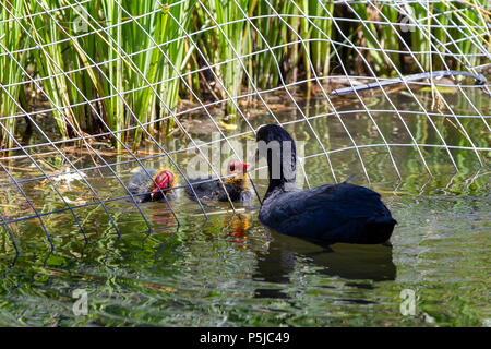 Northampton. UK. 27.Juni 2018. Ein Coote. Fulica atra (der Indopazifischen Erdtauben) Fütterung der chcks am Nachmittag in Abington Park,. Credit: Keith J Smith./Alamy leben Nachrichten Stockfoto