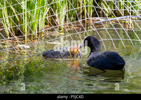 Northampton. UK. 27.Juni 2018. Ein Coote. Fulica atra (der Indopazifischen Erdtauben) Fütterung der chcks am Nachmittag in Abington Park,. Credit: Keith J Smith./Alamy leben Nachrichten Stockfoto