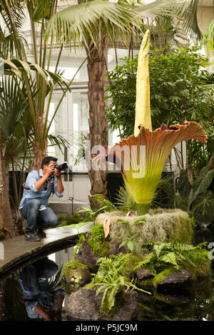 Bronx, USA. 27. Juni 2018. Ein Titan Arum oder 'Leiche Blume' ist in der Blüte an der New York Botanical Garden zum zweiten Mal in zwei Jahren. Diese Blume ist 77 Zoll (195.58 cm) hoch und wird für 24-36 Stunden vor dem Blühen welken. Der Garten geöffnet eine Stunde zu früh und wird offen für verlängerte Öffnungszeiten bleiben während die Blume auf dem Display ist. Credit: Wanda Lotus/Alamy Leben Nachrichten. Credit: Wanda Lotus/Alamy leben Nachrichten Stockfoto