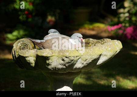 Wickford, Essex, Großbritannien. 27.Juni 2018. UK Wetter: Zwei Holz Tauben kühl in ein Vogelbad in einem britischen Garten, was einen sehr heißen Tag Gutschrift: Ben Rektor/Alamy leben Nachrichten Stockfoto