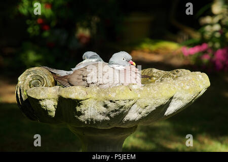 Wickford, Essex, Großbritannien. 27.Juni 2018. UK Wetter: Zwei Holz Tauben kühl in ein Vogelbad in einem britischen Garten, was einen sehr heißen Tag Gutschrift: Ben Rektor/Alamy leben Nachrichten Stockfoto