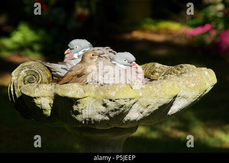 Wickford, Essex, Großbritannien. 27.Juni 2018. UK Wetter: zwei Tauben und eine junge Starling kühl in ein Vogelbad in einem britischen Garten, was einen sehr heißen Tag Gutschrift: Ben Rektor/Alamy leben Nachrichten Stockfoto