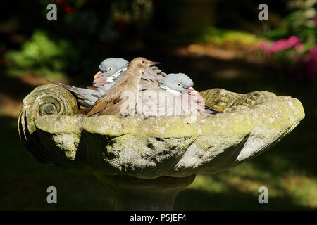 Wickford, Essex, Großbritannien. 27.Juni 2018. UK Wetter: zwei Tauben und eine junge Starling kühl in ein Vogelbad in einem britischen Garten, was einen sehr heißen Tag Gutschrift: Ben Rektor/Alamy leben Nachrichten Stockfoto