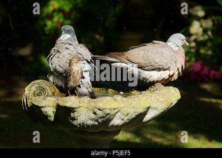 Wickford, Essex, Großbritannien. 27.Juni 2018. UK Wetter: zwei Tauben und eine junge Starling kühl in ein Vogelbad in einem britischen Garten, was einen sehr heißen Tag Gutschrift: Ben Rektor/Alamy leben Nachrichten Stockfoto