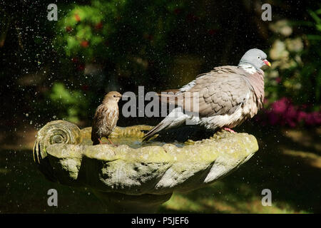 Wickford, Essex, Großbritannien. 27.Juni 2018. UK Wetter: eine Ringeltaube und eine junge Starling kühl in ein Vogelbad in einem britischen Garten, was einen sehr heißen Tag Gutschrift: Ben Rektor/Alamy leben Nachrichten Stockfoto