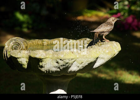 Wickford, Essex, Großbritannien. 27.Juni 2018. UK Wetter: Eine junge Starling hält kühl in ein Vogelbad in einem britischen Garten auf Was hat ein sehr heißer Tag Gutschrift: Ben Rektor/Alamy leben Nachrichten Stockfoto