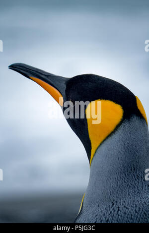 Single King penguin Portrait auf der Suche weg von der Kamera Stockfoto