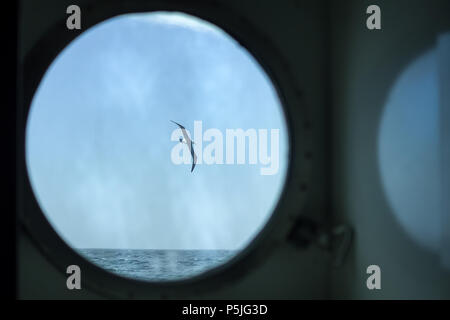 Schwarz der tiefsten Albatross im Flug über das Meer obwohl das Bullauge eines Schiffs gesehen Stockfoto