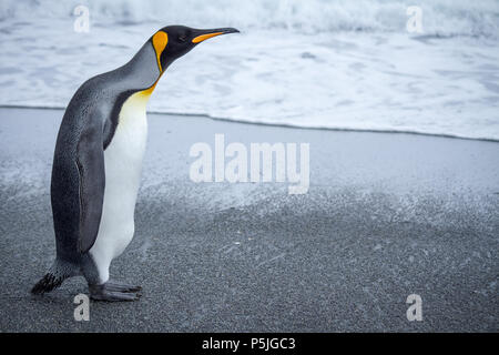 Single King penguin am Strand, links von der rechten suchen Stockfoto