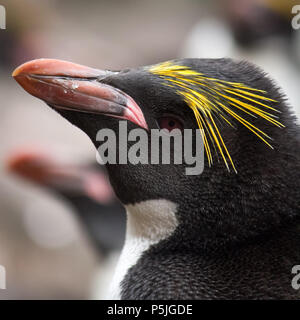 Makkaroni Pinguin portrait Stockfoto