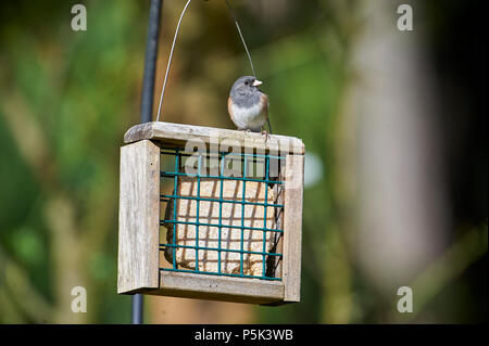 Dark-eyed Junco (Junco Hyemalis) auf nierenfettzufuhr, Saint, British Columbia, Kanada Stockfoto