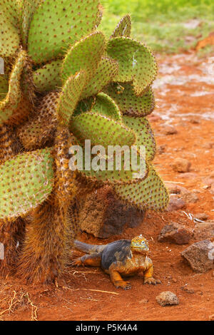 Galapagos Land Iguana sitzt unter Kakteen (Conolophus Subcristatus), North Seymour Insel, Nationalpark Galapagos, Ecuador Stockfoto