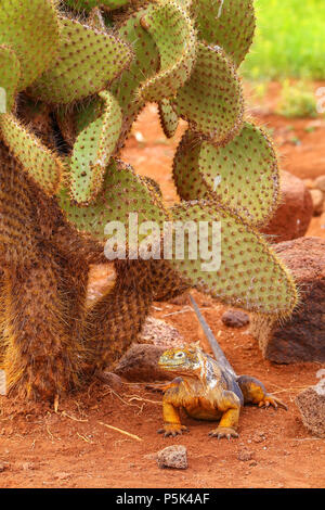 Galapagos Land Iguana sitzt unter Kakteen (Conolophus Subcristatus), North Seymour Insel, Nationalpark Galapagos, Ecuador Stockfoto