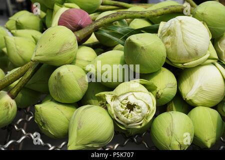 Grünen und Weißen Lotus Flower Buds zum Verkauf in der Nähe des Königspalastes in Bangkok, Thailand. Die Blüten sind ein traditionelles Angebot an asiatischen Tempel Stockfoto