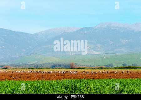 Die Hula Valley ist eine wichtige Zwischenstation für Vögel der Migration zwischen Afrika, Europa und Asien. Stockfoto