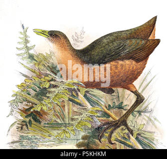 N/A. Englisch: "Amaurornis Isabellina" = Amaurornis isabellina (Isabelline Bush-hen) Français: "Amaurornis Isabellina" = Amaurornis Râle isabellina (Isabelle). 1898. Adolf Bernhard Meyer (1840 - 1911) Alternative Namen Adolf Meyer; Meyer; Aron Baruch Meyer Beschreibung deutscher Anthropologe, Ornithologen und entomologe Geburtsdatum / Tod 11. Oktober 1840 22. August 1911 Ort der Geburt / Tod Hamburg Dresden Authority control: Q 63167 VIAF: 2771337 ISNI: 0000 0001 1884 017 X LCCN: n 88610072 NLA: 36478721 Open Library: OL 165142 ein WorldCat Lionel William Wiglesworth (1865 - 1901) Stockfoto